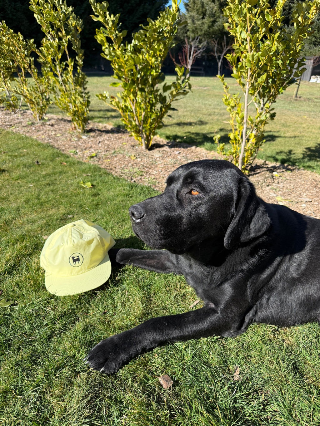 Flynny's Hat - Flynny's