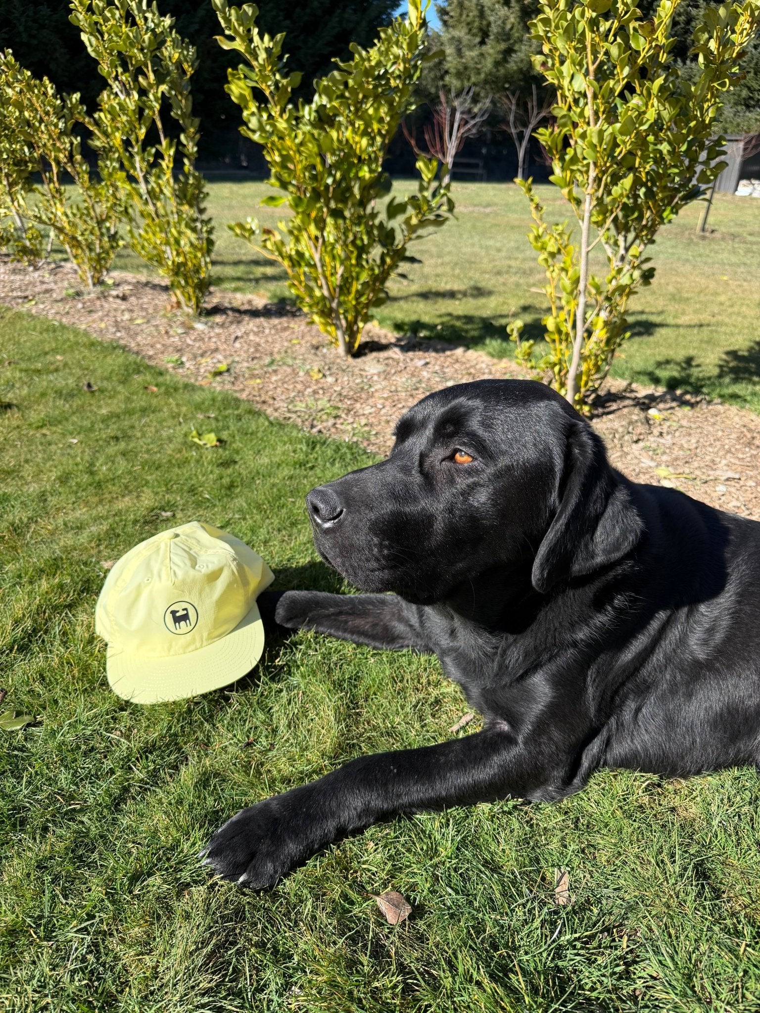 Flynny's Hat - Flynny's